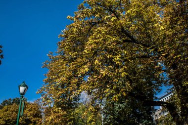 Kharkiv, Ukrayna, 18 Eylül 2024 Shevchenko Bahçesi, yüzyıllık meşe ağaçları, fıskiyeler, çiçek yatakları ve spor malzemeleriyle Harkiv 'in göbeğindeki zarif park. İnsanlar oraya yürümeyi sever..