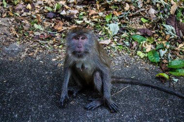 Koh Lanta, Tayland, 25 Aralık 2024 Tayland 'daki Mu Koh Lanta Ulusal Parkı' nda turistlerin bıraktığı yiyecekleri arayarak gezindikleri bilinmektedir..