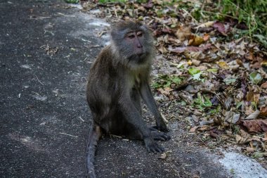 Koh Lanta, Tayland, 25 Aralık 2024 Tayland 'daki Mu Koh Lanta Ulusal Parkı' nda turistlerin bıraktığı yiyecekleri arayarak gezindikleri bilinmektedir..