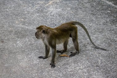 Koh Lanta, Tayland, 25 Aralık 2024 Tayland 'daki Mu Koh Lanta Ulusal Parkı' nda turistlerin bıraktığı yiyecekleri arayarak gezindikleri bilinmektedir..