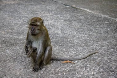 Koh Lanta, Tayland, 25 Aralık 2024 Tayland 'daki Mu Koh Lanta Ulusal Parkı' nda turistlerin bıraktığı yiyecekleri arayarak gezindikleri bilinmektedir..