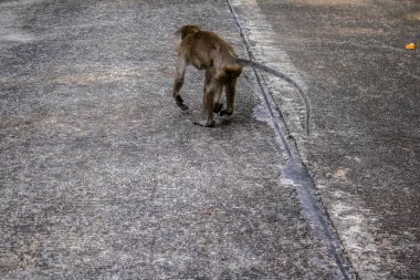 Koh Lanta, Tayland, 25 Aralık 2024 Tayland 'daki Mu Koh Lanta Ulusal Parkı' nda turistlerin bıraktığı yiyecekleri arayarak gezindikleri bilinmektedir..