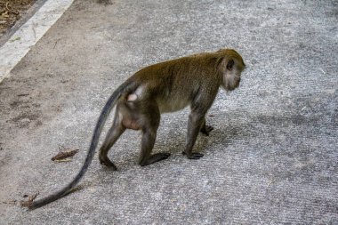 Koh Lanta, Tayland, 25 Aralık 2024 Tayland 'daki Mu Koh Lanta Ulusal Parkı' nda turistlerin bıraktığı yiyecekleri arayarak gezindikleri bilinmektedir..