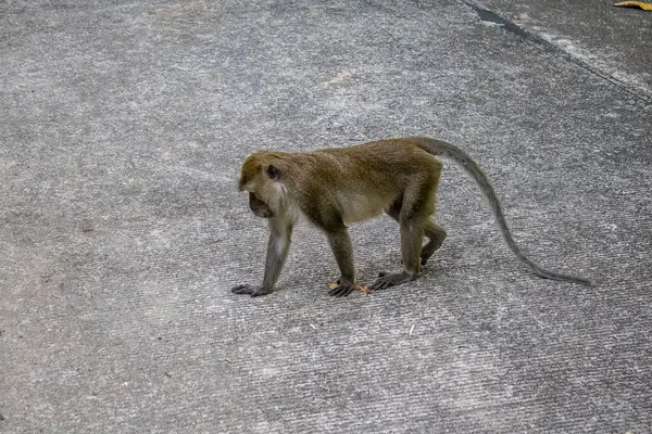 Koh Lanta, Tayland, 25 Aralık 2024 Tayland 'daki Mu Koh Lanta Ulusal Parkı' nda turistlerin bıraktığı yiyecekleri arayarak gezindikleri bilinmektedir..