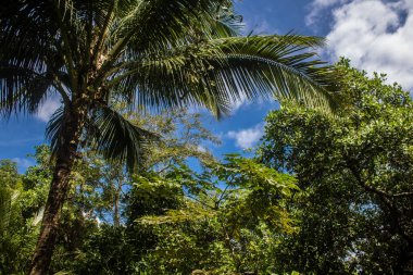 Koh Samui, Tayland, 5 Aralık 2024 Koh Samui plajları Tayland 'ın en güzel plajları arasındadır. Plajlar gelişmemiş ve vahşi ve bozulmamış karakterlerini koruyorlar..