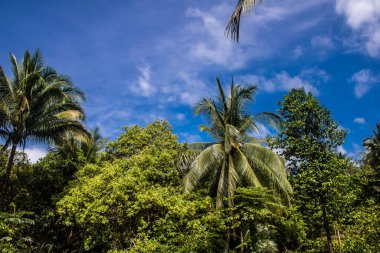 Koh Samui, Tayland, 5 Aralık 2024 Koh Samui plajları Tayland 'ın en güzel plajları arasındadır. Plajlar gelişmemiş ve vahşi ve bozulmamış karakterlerini koruyorlar..