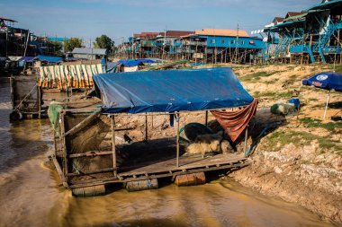 Kampong Phluk, Kamboçya, 15 Ocak 2025 Kampong Phluk, Tonle Sap Gölü üzerine kurulmuş geleneksel bir yüzer köy. Toplum büyük ölçüde hayatta kalmak için balıkçılığa bağımlıdır..