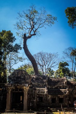Siem hasadı, Kamboçya, 21 Ocak 2025 'te Angkor Wat kompleksindeki Ta Prohm tapınağının mimarisi, antik Khmer başkenti Angkor' da bulunan bir Hindu-Budist yerleşimi, başlangıçta 1150 yılında inşa edildi..