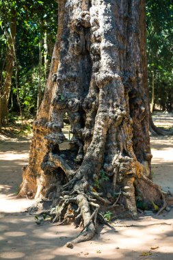 Siem hasadı, Kamboçya, 21 Ocak 2025 Banteay Kdei tapınağının Angkor Wat kompleksindeki mimarisi, antik Khmer başkenti Angkor 'da yer alan bir Hindu-Budist.