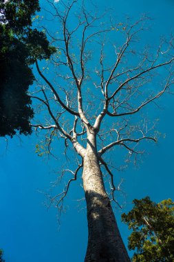 Siem hasadı, Kamboçya, 21 Ocak 2025 Banteay Kdei tapınağının Angkor Wat kompleksindeki mimarisi, antik Khmer başkenti Angkor 'da yer alan bir Hindu-Budist.