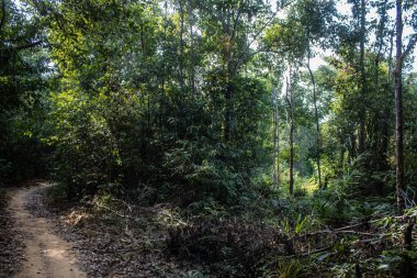 Koh Rong, Kamboçya, 24 Ocak 2025 Ormanın içinden Lonely Beach 'e, korunmuş bir yere ulaşmak için. Adanın hala yerleşim olmayan birkaç bakir plajı var.