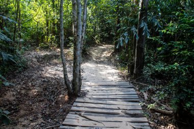 Koh Rong, Kamboçya, 24 Ocak 2025 Ormanın içinden Lonely Beach 'e, korunmuş bir yere ulaşmak için. Adanın hala yerleşim olmayan birkaç bakir plajı var.