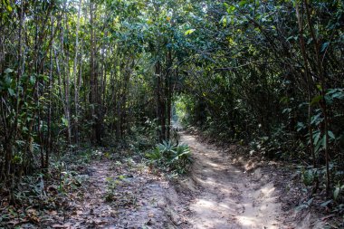 Koh Rong, Kamboçya, 24 Ocak 2025 Ormanın içinden Lonely Beach 'e, korunmuş bir yere ulaşmak için. Adanın hala yerleşim olmayan birkaç bakir plajı var.