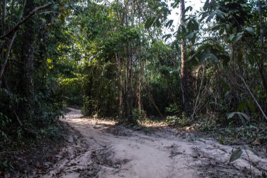 Koh Rong, Kamboçya, 24 Ocak 2025 Ormanın içinden Lonely Beach 'e, korunmuş bir yere ulaşmak için. Adanın hala yerleşim olmayan birkaç bakir plajı var.