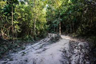 Koh Rong, Kamboçya, 24 Ocak 2025 Ormanın içinden Lonely Beach 'e, korunmuş bir yere ulaşmak için. Adanın hala yerleşim olmayan birkaç bakir plajı var.