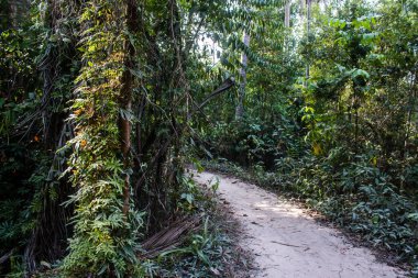 Koh Rong, Kamboçya, 24 Ocak 2025 Ormanın içinden Lonely Beach 'e, korunmuş bir yere ulaşmak için. Adanın hala yerleşim olmayan birkaç bakir plajı var.