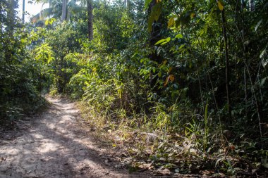 Koh Rong, Kamboçya, 24 Ocak 2025 Ormanın içinden Lonely Beach 'e, korunmuş bir yere ulaşmak için. Adanın hala yerleşim olmayan birkaç bakir plajı var.