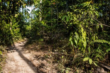 Koh Rong, Kamboçya, 24 Ocak 2025 Ormanın içinden Lonely Beach 'e, korunmuş bir yere ulaşmak için. Adanın hala yerleşim olmayan birkaç bakir plajı var.
