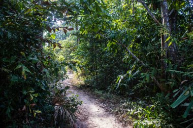 Koh Rong, Kamboçya, 24 Ocak 2025 Ormanın içinden Lonely Beach 'e, korunmuş bir yere ulaşmak için. Adanın hala yerleşim olmayan birkaç bakir plajı var.