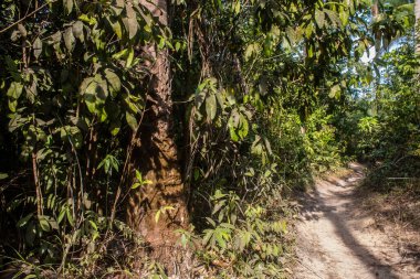 Koh Rong, Kamboçya, 24 Ocak 2025 Ormanın içinden Lonely Beach 'e, korunmuş bir yere ulaşmak için. Adanın hala yerleşim olmayan birkaç bakir plajı var.