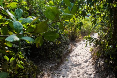 Koh Rong, Kamboçya, 24 Ocak 2025 Ormanın içinden Lonely Beach 'e, korunmuş bir yere ulaşmak için. Adanın hala yerleşim olmayan birkaç bakir plajı var.