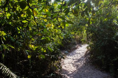 Koh Rong, Kamboçya, 24 Ocak 2025 Ormanın içinden Lonely Beach 'e, korunmuş bir yere ulaşmak için. Adanın hala yerleşim olmayan birkaç bakir plajı var.