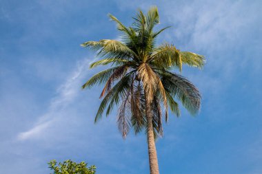 Koh Rong, Kamboçya, 24 Ocak 2025 Ormanın içinden Lonely Beach 'e, korunmuş bir yere ulaşmak için. Adanın hala yerleşim olmayan birkaç bakir plajı var.