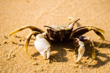 Koh Rong, Kamboçya, 24 Ocak 2025 Ormanın içinden Lonely Beach 'e, korunmuş bir yere ulaşmak için. Adanın hala yerleşim olmayan birkaç bakir plajı var.