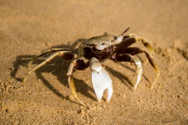 Koh Rong, Kamboçya, 24 Ocak 2025 Ormanın içinden Lonely Beach 'e, korunmuş bir yere ulaşmak için. Adanın hala yerleşim olmayan birkaç bakir plajı var.