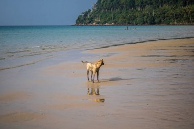 Koh Rong, Kamboçya, 24 Ocak 2025 Ormanın içinden Lonely Beach 'e, korunmuş bir yere ulaşmak için. Adanın hala yerleşim olmayan birkaç bakir plajı var.