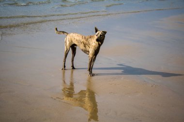Koh Rong, Kamboçya, 24 Ocak 2025 Ormanın içinden Lonely Beach 'e, korunmuş bir yere ulaşmak için. Adanın hala yerleşim olmayan birkaç bakir plajı var.