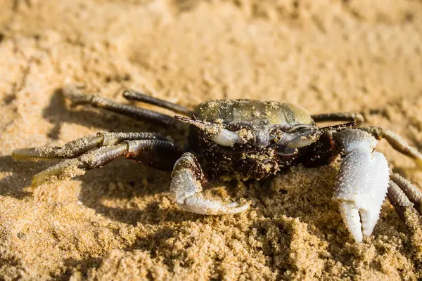 Koh Rong, Kamboçya, 24 Ocak 2025 Ormanın içinden Lonely Beach 'e, korunmuş bir yere ulaşmak için. Adanın hala yerleşim olmayan birkaç bakir plajı var.