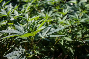 Koh Lanta, Tayland, 16 Ocak 2025 Kenevir bitkileri farklı büyüme aşamalarında. Tayland 'da hafif uyuşturucunun yasallaştırılmasından bu yana esrar tarlaları hızla genişleyerek yeni iş alanları yaratmıştır..