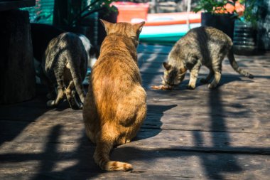 Preak Svay, Koh Rong Adası, Kamboçya, 30 Ocak 2025 Daily Life adanın kuzeyinde bulunan otantik yüzen bir Khmer balıkçı köyünde. Nüfusun ana faaliyeti balıkçılıktır..