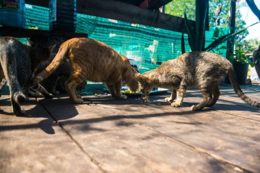 Preak Svay, Koh Rong Adası, Kamboçya, 30 Ocak 2025 Daily Life adanın kuzeyinde bulunan otantik yüzen bir Khmer balıkçı köyünde. Nüfusun ana faaliyeti balıkçılıktır..