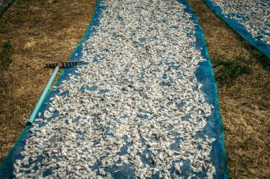 Preak Svay, Koh Rong Adası, Kamboçya, 6 Şubat 2025 Daily Life adanın kuzeyinde bulunan otantik bir yüzen Khmer balıkçı köyünde. Nüfusun ana faaliyeti balıkçılıktır..