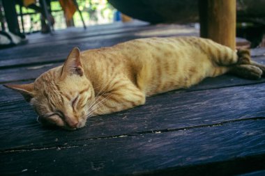 Preak Svay, Koh Rong Adası, Kamboçya, 6 Şubat 2025 Daily Life adanın kuzeyinde bulunan otantik bir yüzen Khmer balıkçı köyünde. Nüfusun ana faaliyeti balıkçılıktır..