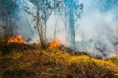 Koh Rong Adası, Kamboçya, 8 Şubat 2025. Adanın kuzeyindeki çalılıklar. İtfaiyeciler çok az ve birbirinden uzaktır. Yangını kovalarca kumla söndürmek köylülere kalmış..
