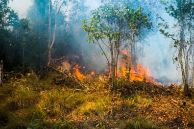 Koh Rong Adası, Kamboçya, 8 Şubat 2025. Adanın kuzeyindeki çalılıklar. İtfaiyeciler çok az ve birbirinden uzaktır. Yangını kovalarca kumla söndürmek köylülere kalmış..