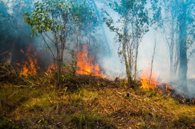 Koh Rong Adası, Kamboçya, 8 Şubat 2025. Adanın kuzeyindeki çalılıklar. İtfaiyeciler çok az ve birbirinden uzaktır. Yangını kovalarca kumla söndürmek köylülere kalmış..
