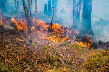Koh Rong Adası, Kamboçya, 8 Şubat 2025. Adanın kuzeyindeki çalılıklar. İtfaiyeciler çok az ve birbirinden uzaktır. Yangını kovalarca kumla söndürmek köylülere kalmış..