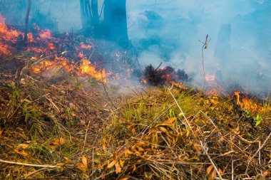 Koh Rong Adası, Kamboçya, 8 Şubat 2025. Adanın kuzeyindeki çalılıklar. İtfaiyeciler çok az ve birbirinden uzaktır. Yangını kovalarca kumla söndürmek köylülere kalmış..