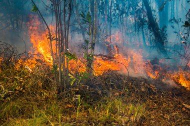 Koh Rong Adası, Kamboçya, 8 Şubat 2025. Adanın kuzeyindeki çalılıklar. İtfaiyeciler çok az ve birbirinden uzaktır. Yangını kovalarca kumla söndürmek köylülere kalmış..