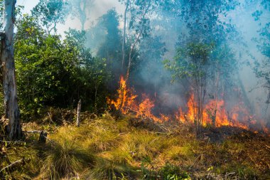 Koh Rong Adası, Kamboçya, 8 Şubat 2025. Adanın kuzeyindeki çalılıklar. İtfaiyeciler çok az ve birbirinden uzaktır. Yangını kovalarca kumla söndürmek köylülere kalmış..