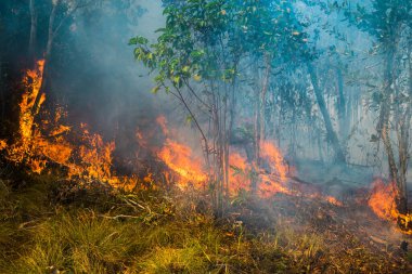 Koh Rong Adası, Kamboçya, 8 Şubat 2025. Adanın kuzeyindeki çalılıklar. İtfaiyeciler çok az ve birbirinden uzaktır. Yangını kovalarca kumla söndürmek köylülere kalmış..