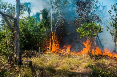 Koh Rong Adası, Kamboçya, 8 Şubat 2025. Adanın kuzeyindeki çalılıklar. İtfaiyeciler çok az ve birbirinden uzaktır. Yangını kovalarca kumla söndürmek köylülere kalmış..