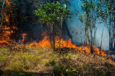Koh Rong Adası, Kamboçya, 8 Şubat 2025. Adanın kuzeyindeki çalılıklar. İtfaiyeciler çok az ve birbirinden uzaktır. Yangını kovalarca kumla söndürmek köylülere kalmış..