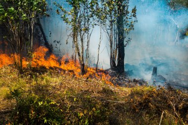 Koh Rong Adası, Kamboçya, 8 Şubat 2025. Adanın kuzeyindeki çalılıklar. İtfaiyeciler çok az ve birbirinden uzaktır. Yangını kovalarca kumla söndürmek köylülere kalmış..