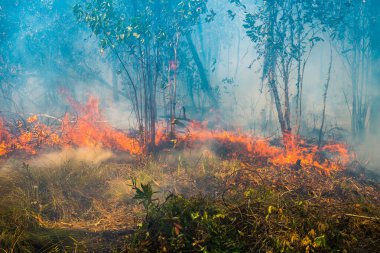 Koh Rong Adası, Kamboçya, 8 Şubat 2025. Adanın kuzeyindeki çalılıklar. İtfaiyeciler çok az ve birbirinden uzaktır. Yangını kovalarca kumla söndürmek köylülere kalmış..