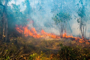 Koh Rong Adası, Kamboçya, 8 Şubat 2025. Adanın kuzeyindeki çalılıklar. İtfaiyeciler çok az ve birbirinden uzaktır. Yangını kovalarca kumla söndürmek köylülere kalmış..
